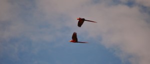 2 macaws